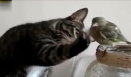 猫搞笑视频,萌态百出，笑料连连